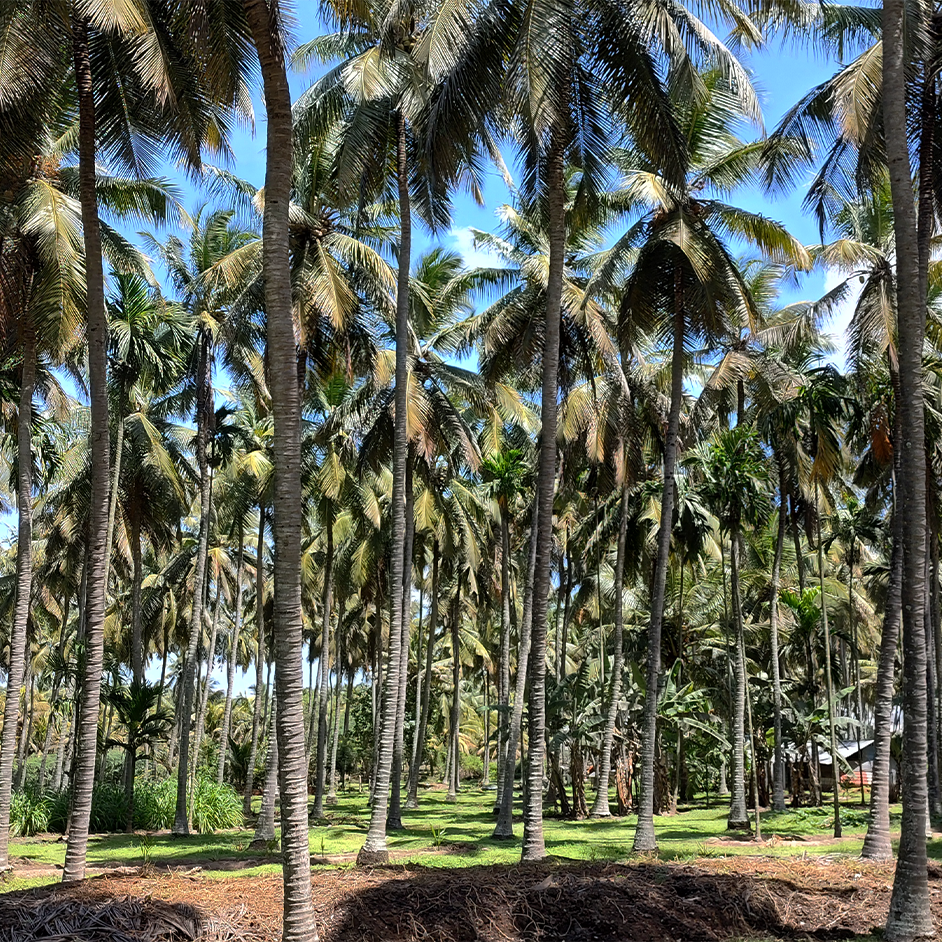 Palms_AgeonSubstrates