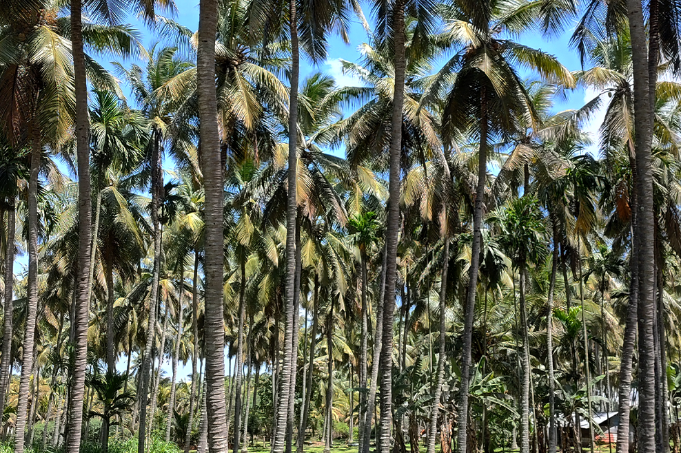 Palms_AgeonSubstrates