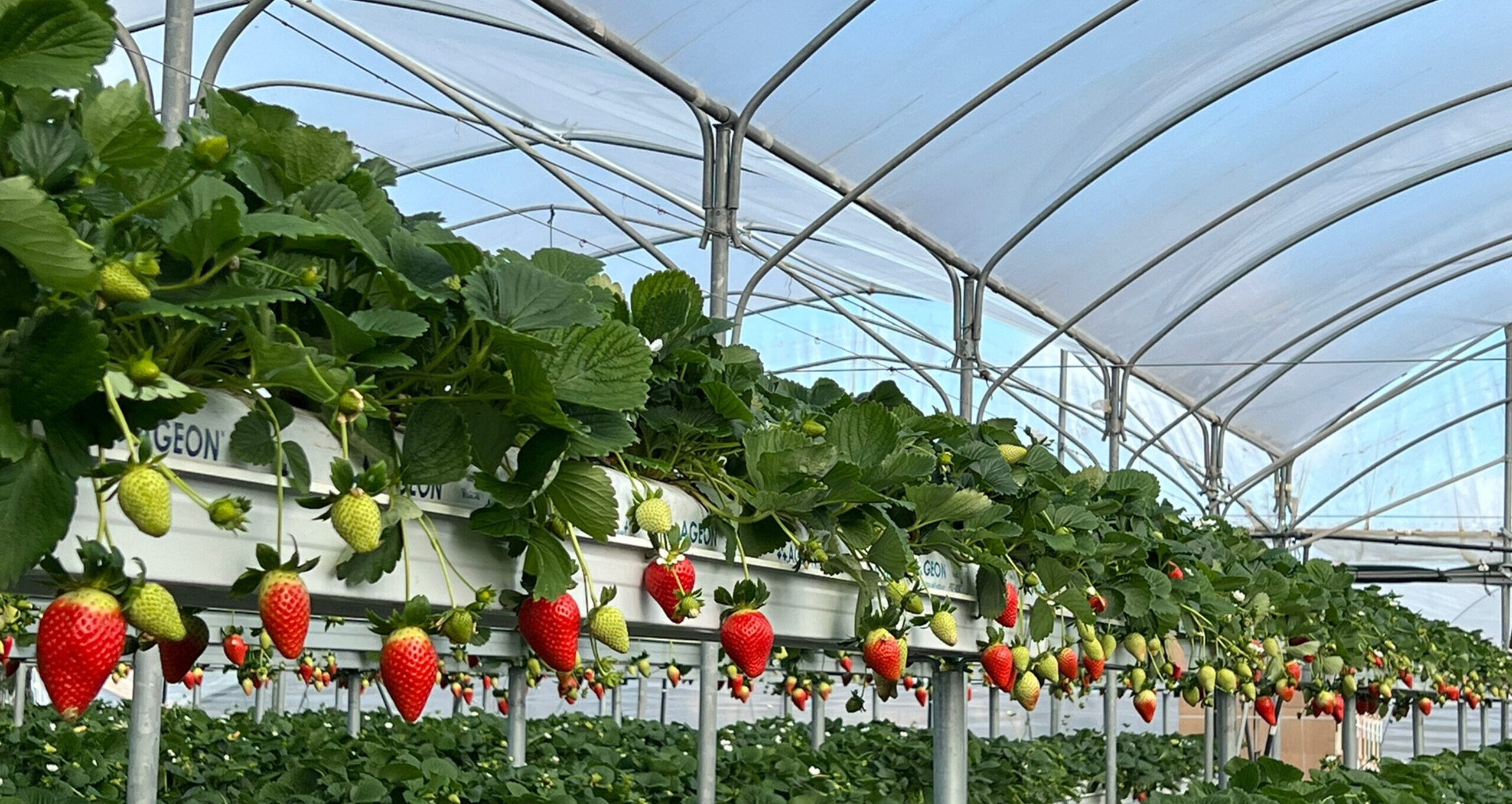 Strawberry_greenhouse_AgeonSubstrates