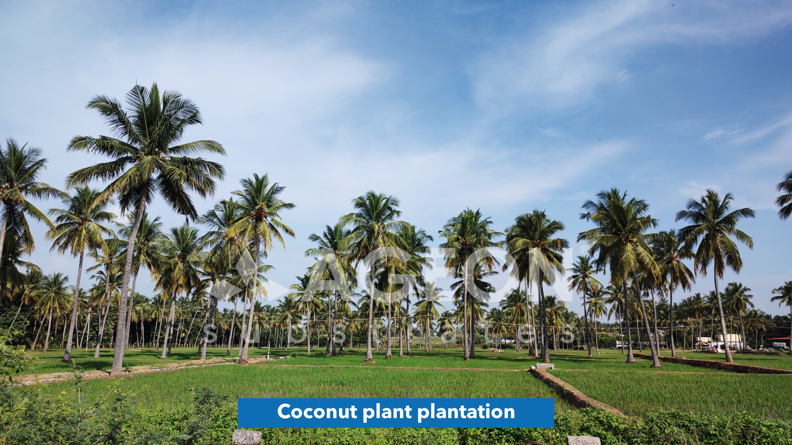 Coconut plant plantation_AgeonSubstrates