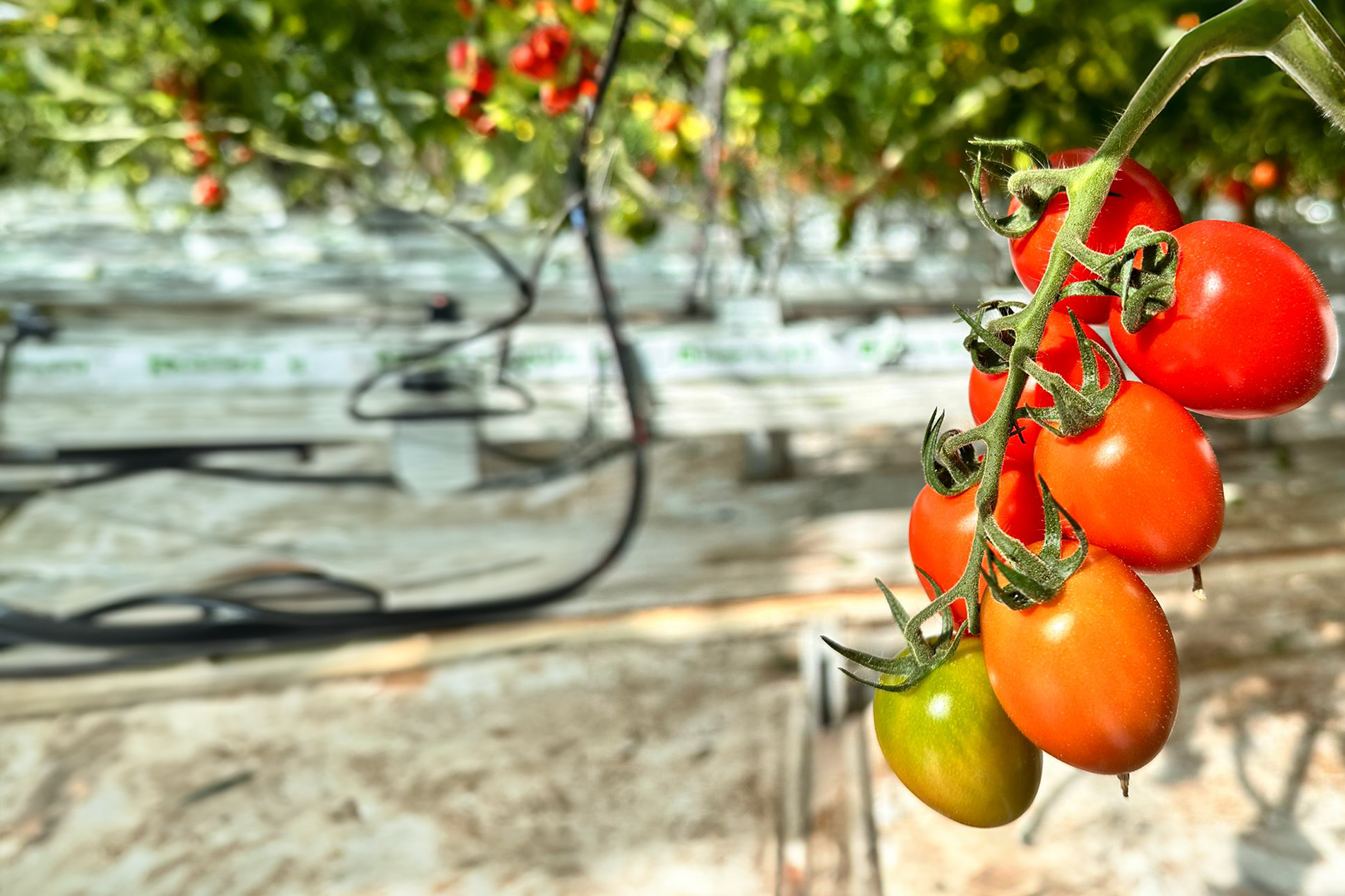 Tomatoes_CR