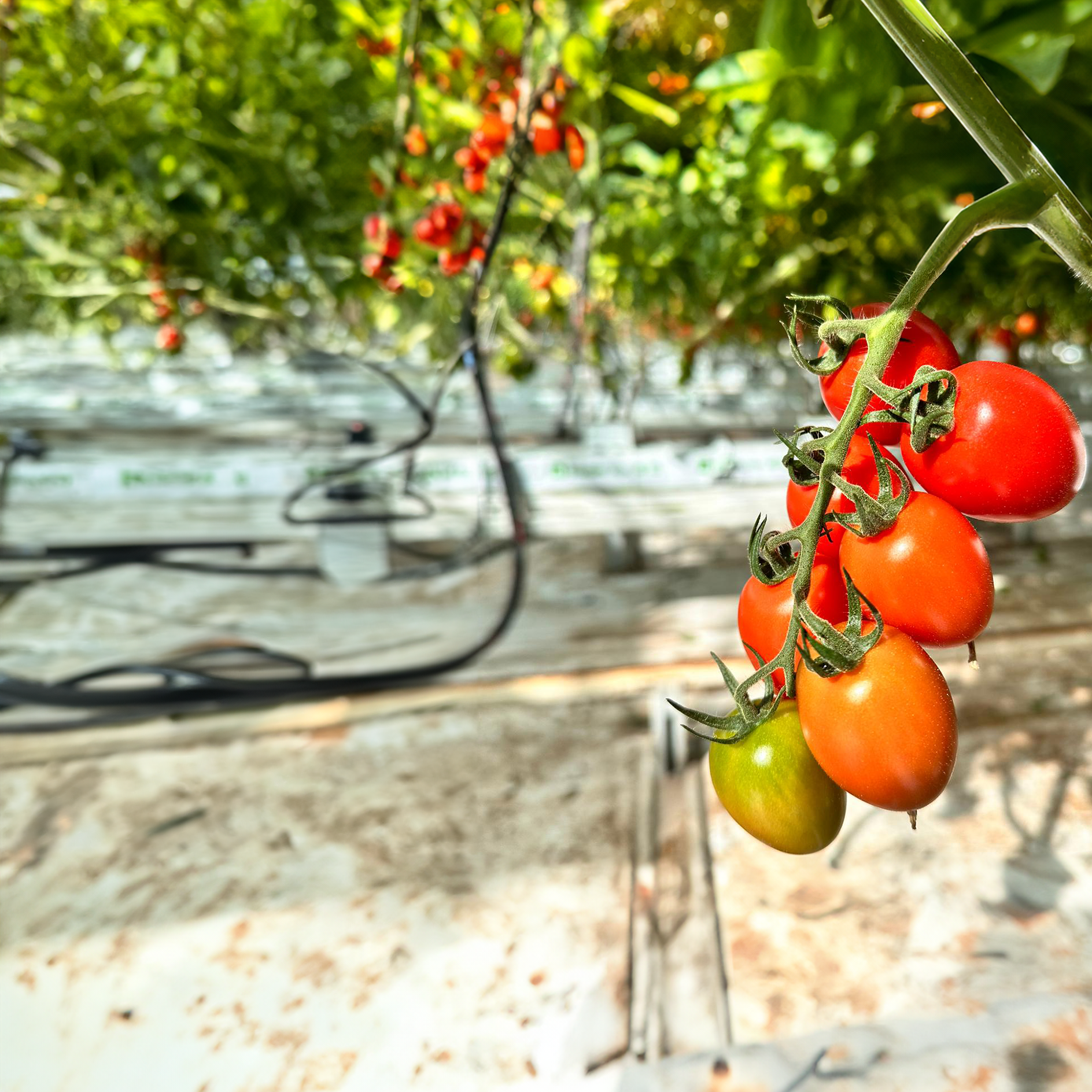 Tomatoes_CR