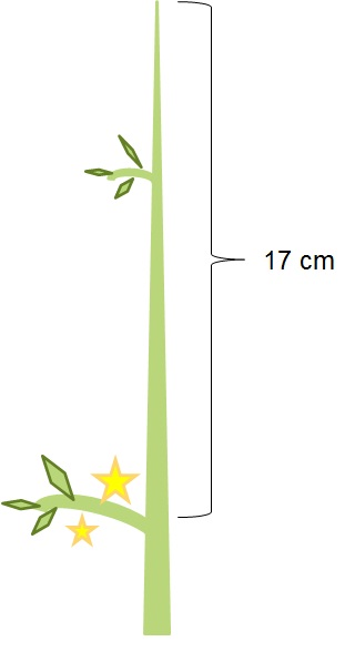 Fig. 1: Flowering Distance. Distance between the vegetative apex of the stem and the nearest floral cluster with at least 1 open flower.