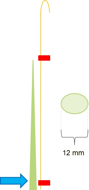 Fig. 2: Stem Diameter. Width of the largest cross-section of the stem, measured at the growth point of the previous week.