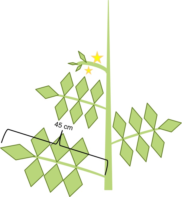 Fig. 3: Leaf Length. Distance between the stem and the distal portion of the third leaf below the last flowering cluster.