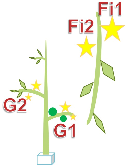 Fig. 4: Floral Cluster (or Flower Cluster). Each cluster is uniquely identified with a number increasing from bottom to top. Each flower is uniquely identified with a number increasing per single cluster, from the proximal flower to the distal flower.