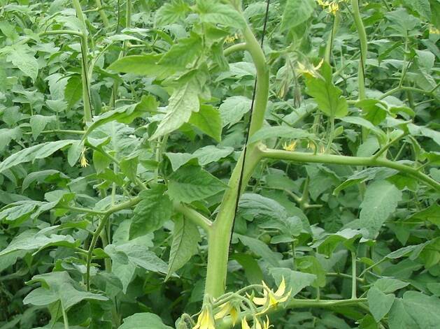 Photo 1: Strong-Generative Plant