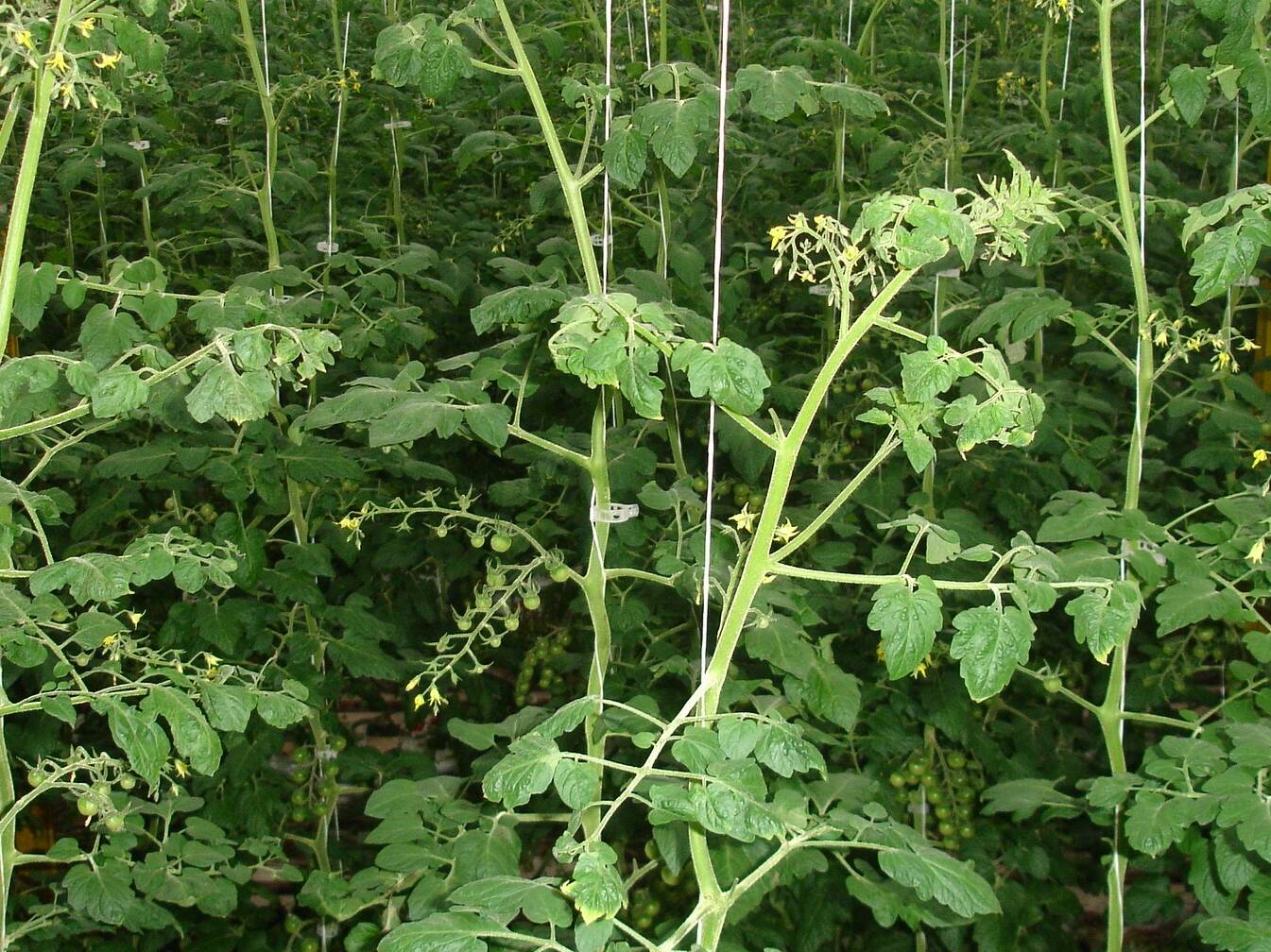 Photo 2: Weak-Generative Plant