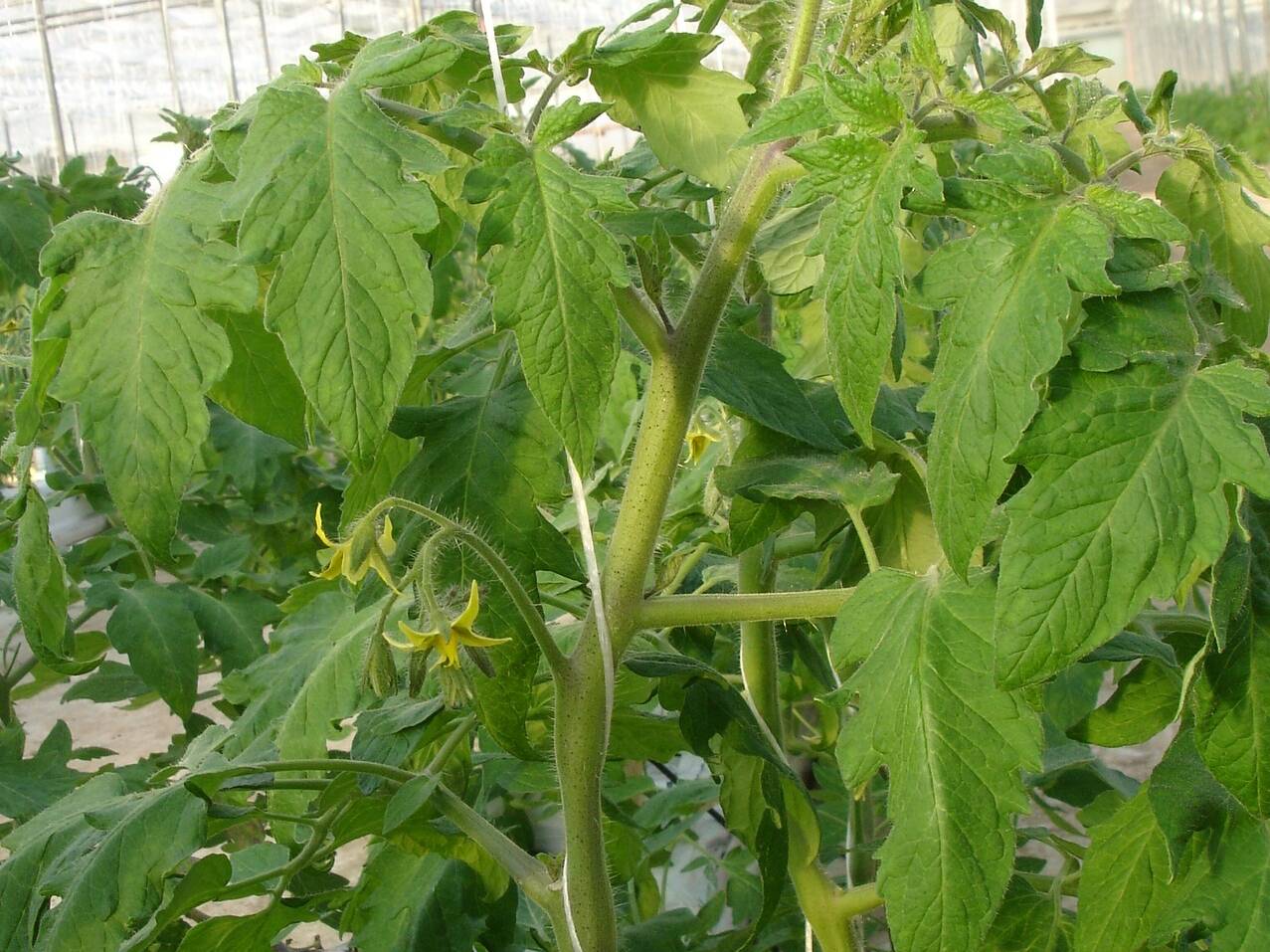 Photo 3: Strong-Vegetative Plant