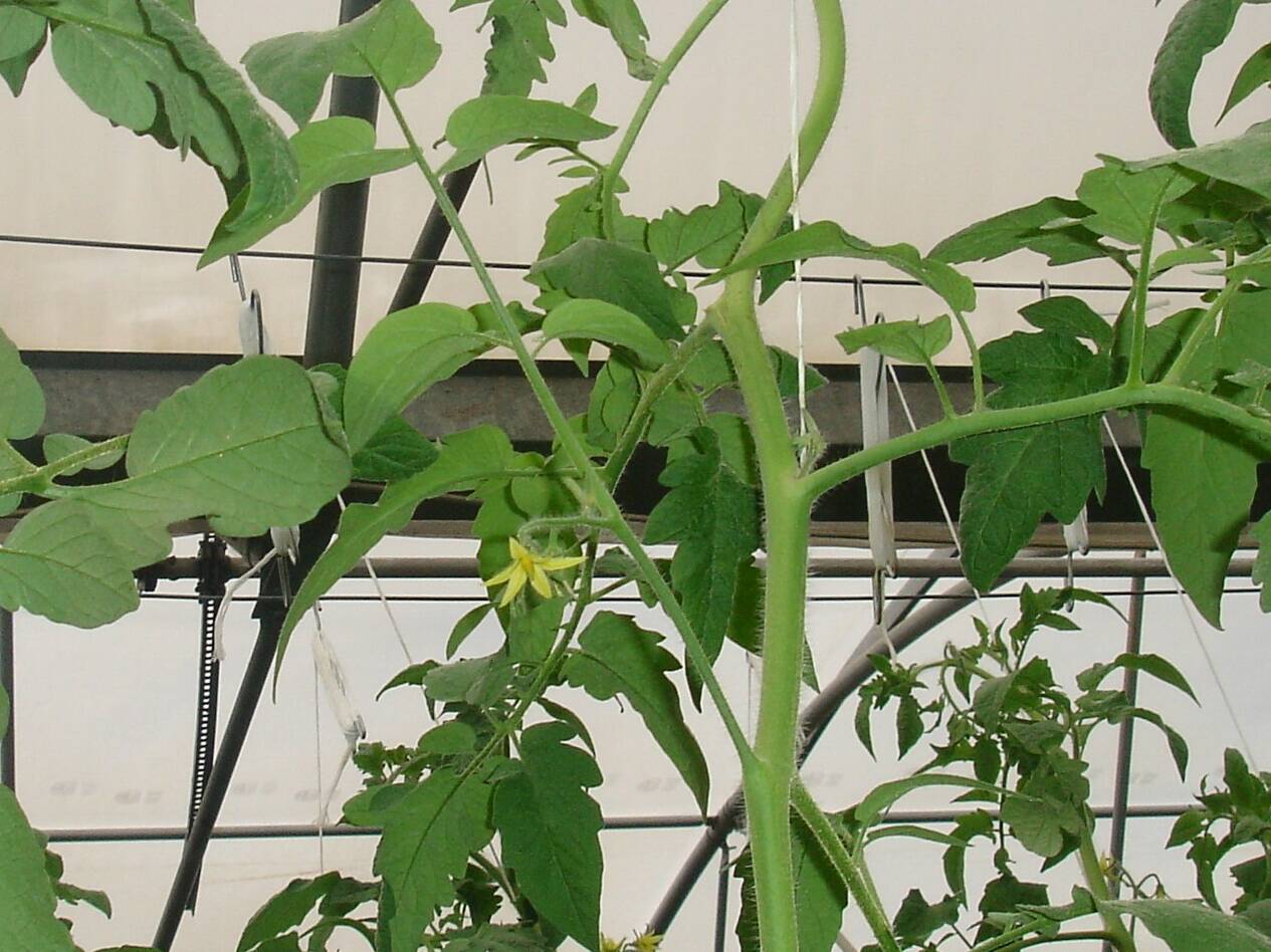Photo 4: Weak-Vegetative Plant