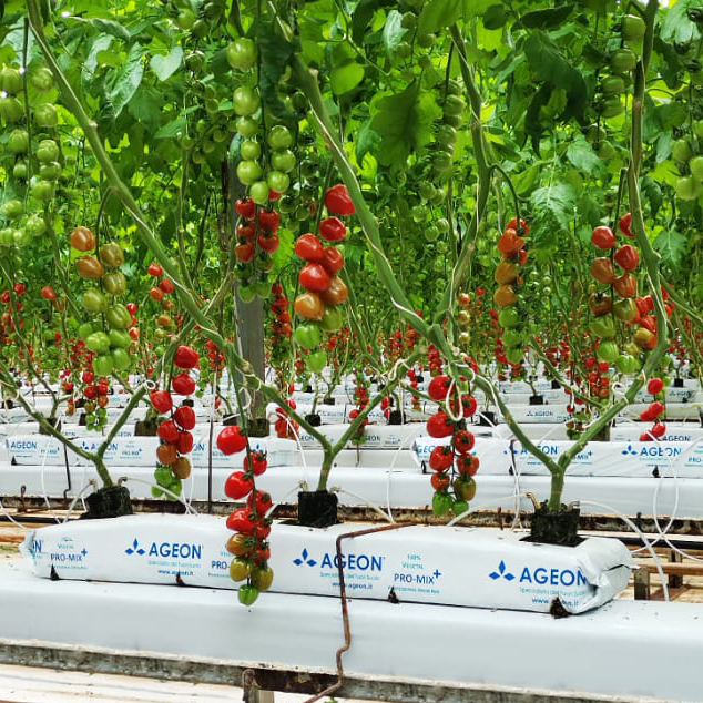 Tomatoes_AgeonSubstrates_ACC