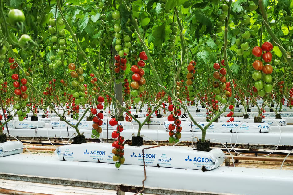 Tomatoes_AgeonSubstrates_ACC